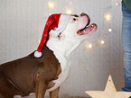 Olde English Bulldog in christmas decoration
