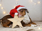 Olde English Bulldog in christmas decoration