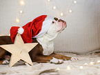 Olde English Bulldog in christmas decoration