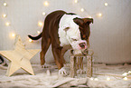 Olde English Bulldog in christmas decoration