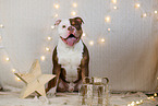 Olde English Bulldog in christmas decoration