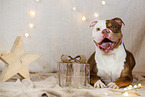 Olde English Bulldog in christmas decoration