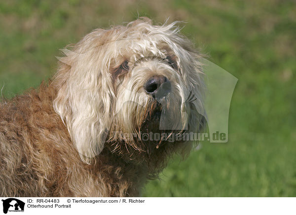 Otterhound Portrait / Otterhound Portrait / RR-04483