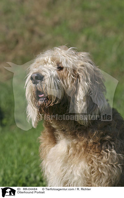 Otterhound Portrait / Otterhound Portrait / RR-04484