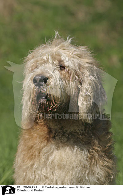 Otterhound Portrait / Otterhound Portrait / RR-04491