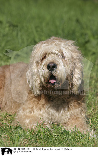 liegender / lying Otterhound / RR-04499