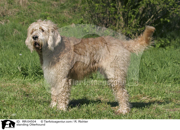 stehender / standing Otterhound / RR-04504