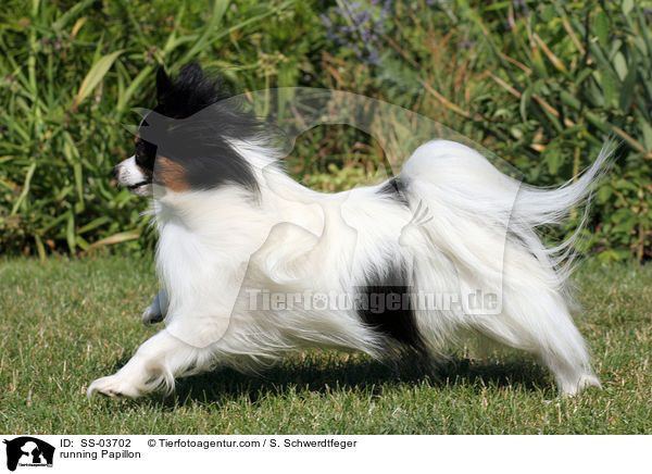 rennender Papillon / running Papillon / SS-03702