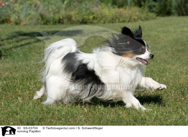 running Papillon / SS-03704