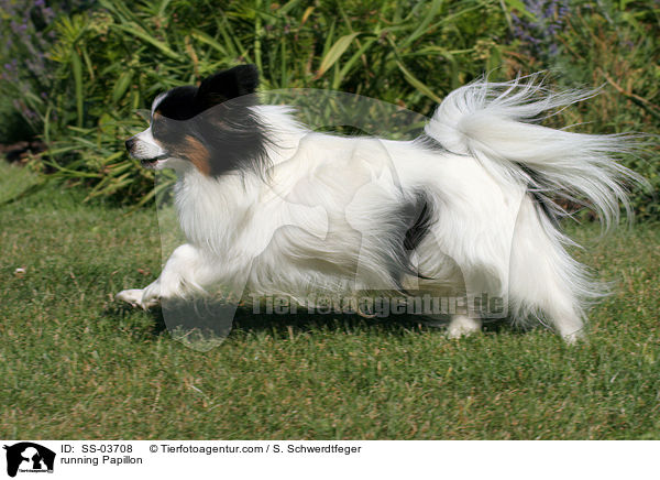 running Papillon / SS-03708