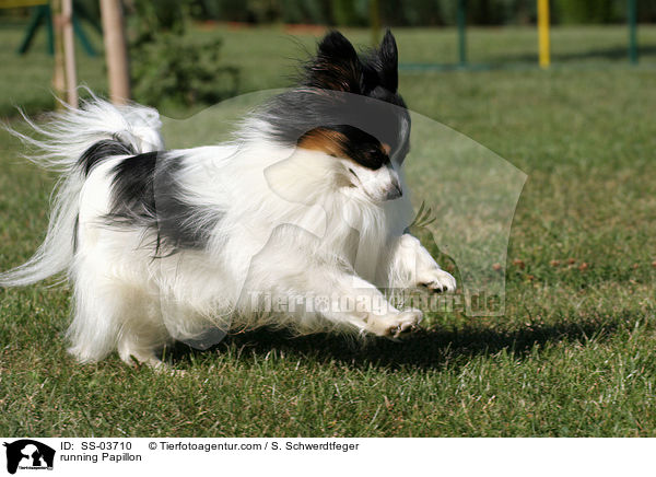 rennender Papillon / running Papillon / SS-03710