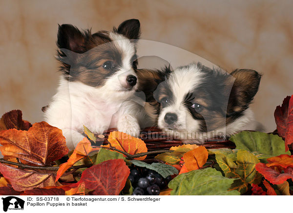 Papillon Welpen im Krbchen / Papillon Puppies in basket / SS-03718