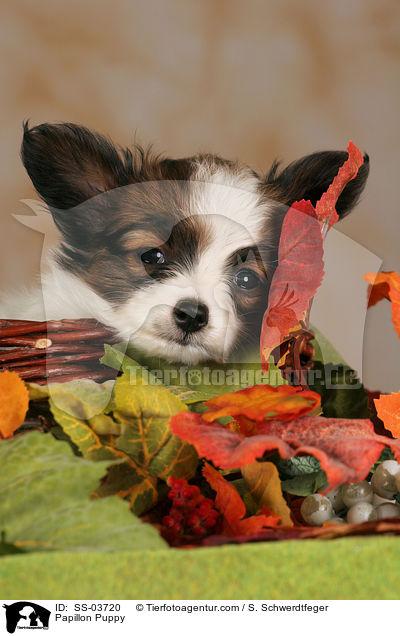 Papillon Puppy / SS-03720