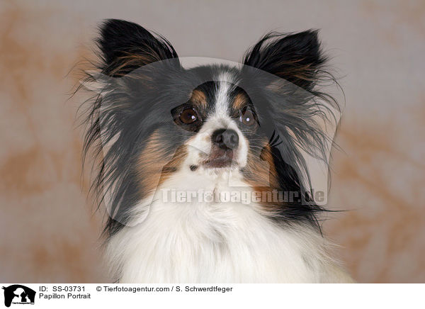 Papillon Portrait / Papillon Portrait / SS-03731