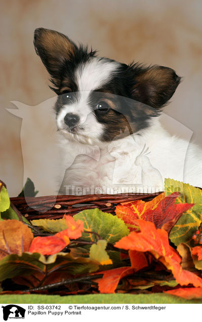 Papillon Puppy Portrait / SS-03742