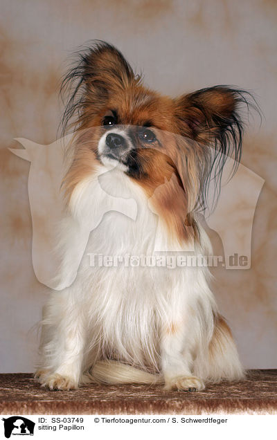 sitting Papillon / SS-03749