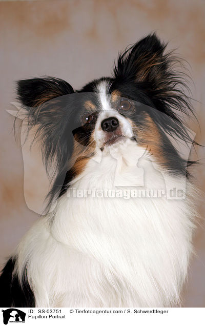 Papillon Portrait / SS-03751