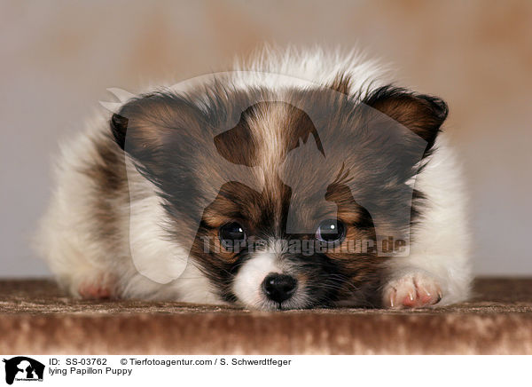Papillon Welpe / Papillon Puppy / SS-03762