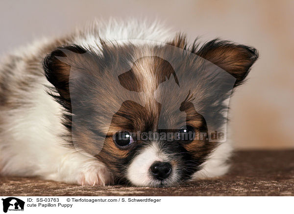 niedlicher Papillon Welpe / cute Papillon Puppy / SS-03763