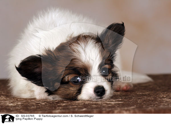 Papillon Welpe / Papillon Puppy / SS-03765