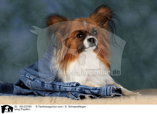 liegender Papillon / lying Papillon / SS-03780