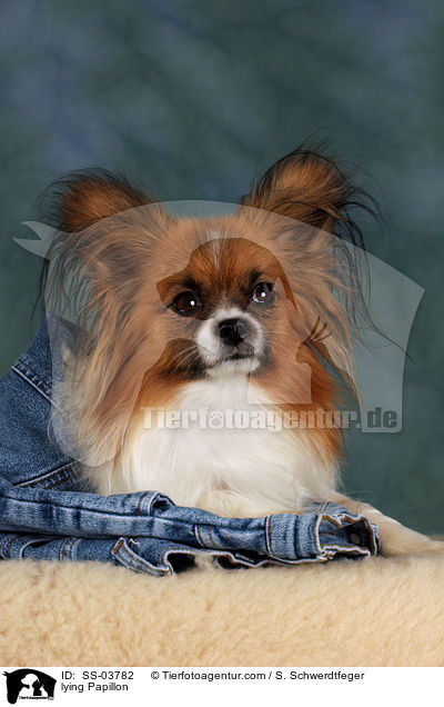 lying Papillon / SS-03782