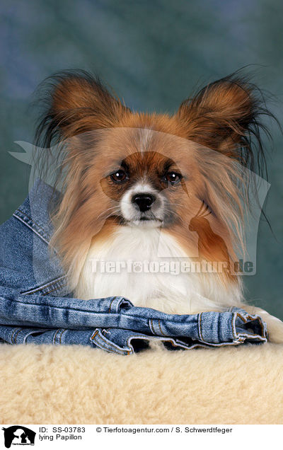 lying Papillon / SS-03783