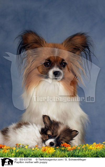 Papillon mother with puppy / SS-03788