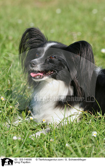 liegender Papillon / lying Papillon / SS-14698