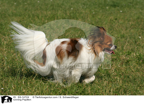 rennender Papillon / running Papillon / SS-14724