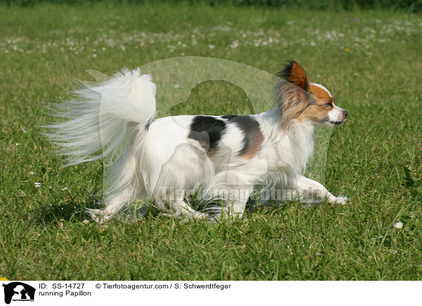 running Papillon / SS-14727