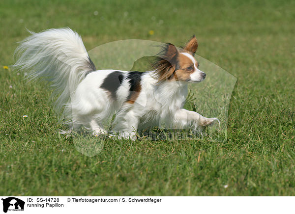 running Papillon / SS-14728