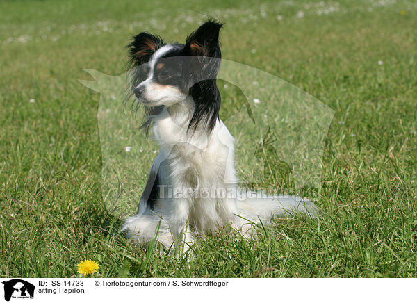 sitzender Papillon / sitting Papillon / SS-14733