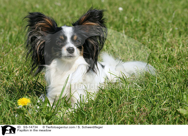 Papillon auf Wiese / Papillon in the meadow / SS-14734