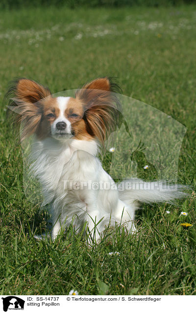 sitzender Papillon / sitting Papillon / SS-14737