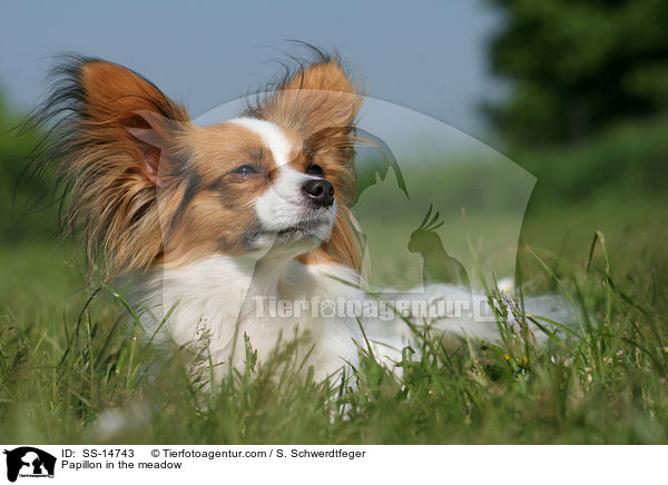 Papillon auf Wiese / Papillon in the meadow / SS-14743