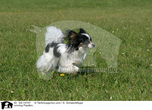 rennender Papillon / running Papillon / SS-14747