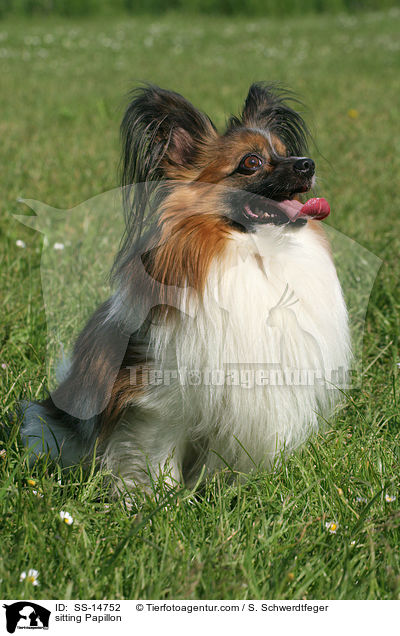 sitting Papillon / SS-14752