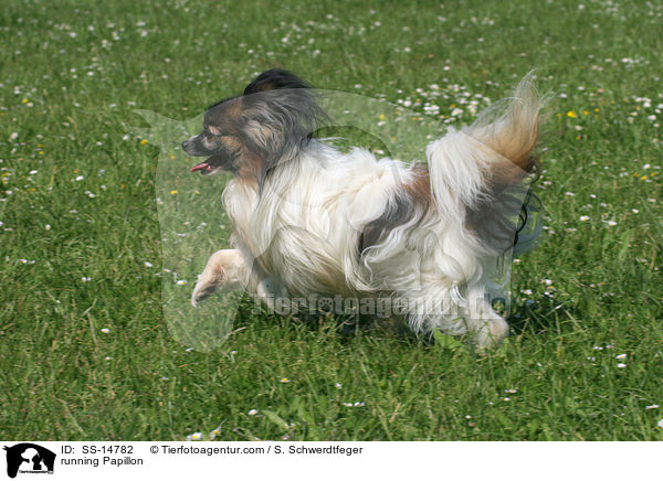 rennender Papillon / running Papillon / SS-14782