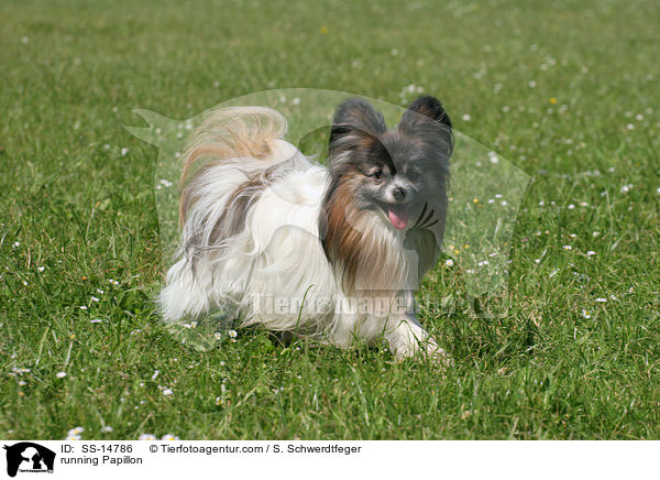 running Papillon / SS-14786
