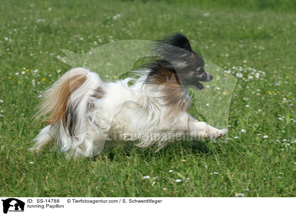 rennender Papillon / running Papillon / SS-14788