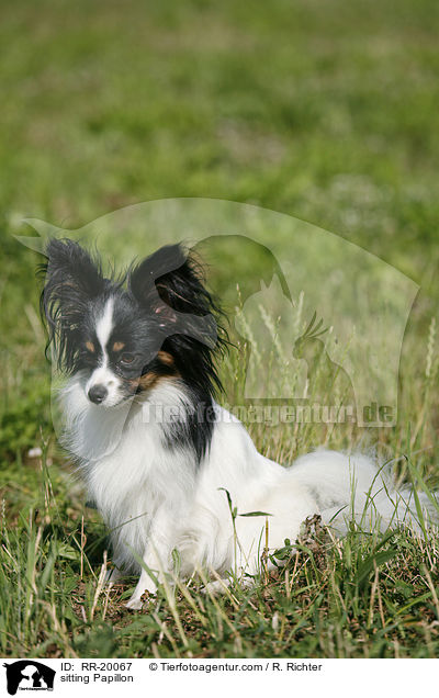sitzender Papillon / sitting Papillon / RR-20067