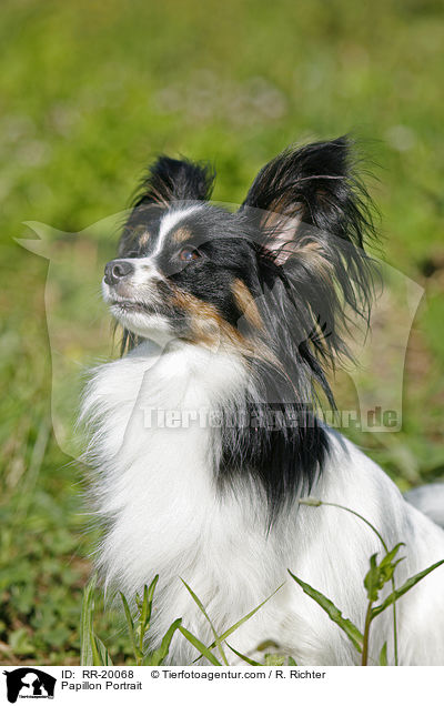 Papillon Portrait / Papillon Portrait / RR-20068