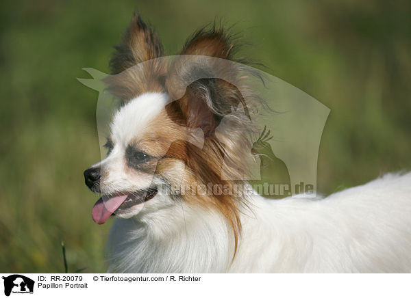 Papillon Portrait / RR-20079
