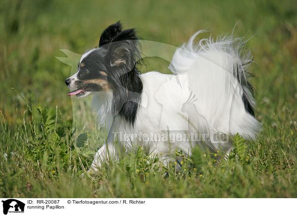 running Papillon / RR-20087