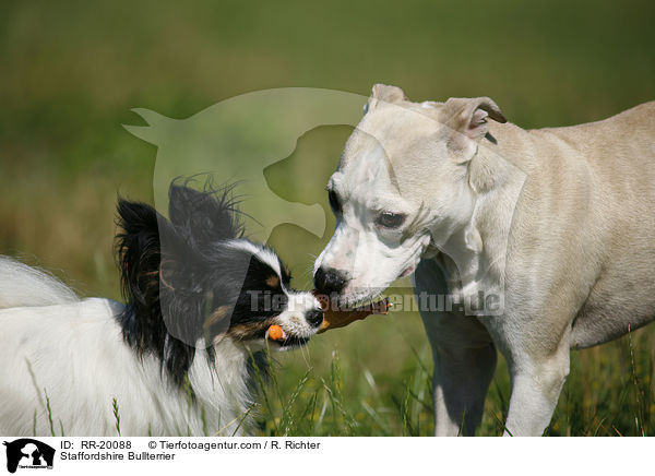 Staffordshire Bullterrier / Staffordshire Bullterrier / RR-20088
