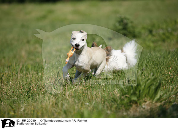 Staffordshire Bullterrier / Staffordshire Bullterrier / RR-20089