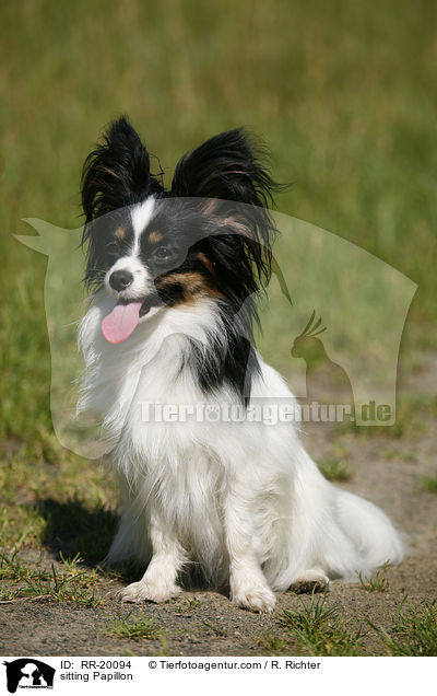 sitzender Papillon / sitting Papillon / RR-20094