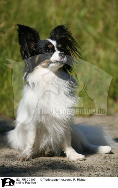 sitting Papillon / RR-20105