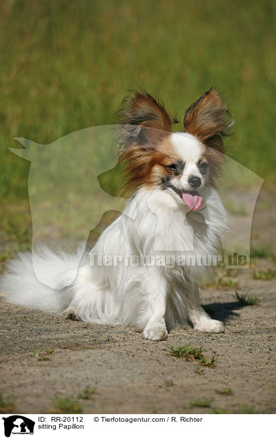 sitting Papillon / RR-20112
